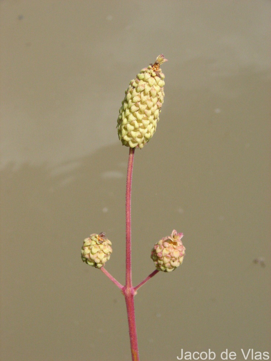 Coleus strobilifer (Roxb.) A.J.Paton